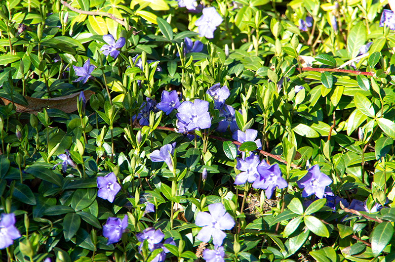 Blumen an der Further Straße